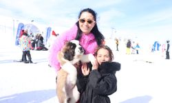 'Pastırma' ve 'Sucuk' isimli köpekler, Erciyes'in maskotu oldu