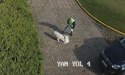 Sakarya Valiliği'nden 'köpek' ölümüne ilişkin açıklama