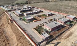 Şanlıurfa'da 27 bin sokak köpeği, bakımevlerine götürüldü