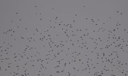 Sığırcık kuşlarının uyum halinde aynı yöne uçtuğu anlar kamerada