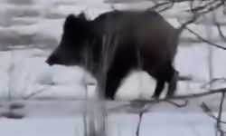 Sürüden kaptığı kazı götüren kurt, güvenlik kamerasında