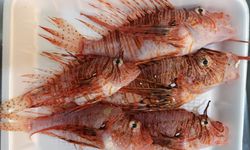 Tezgahta satışı yasak olan aslan balığının özel müşterisi var