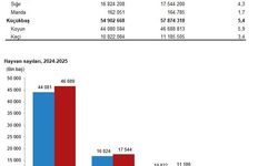 TÜİK: Büyükbaş sayısı yüzde 4,3, küçükbaş yüzde 5,4 arttı