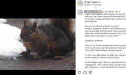 Uludağ'da kar ile susuzluğunu gideren sincap kamerada / Ek fotoğraf