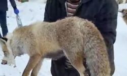 Yaralı tilkiye Başkan Demir sahip çıktı