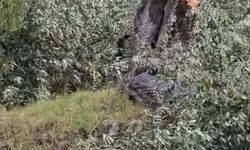 Zeytin ağaçlarını kesen ve görevinden istifa eden Kılbey'e para cezası