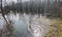 10 yaban ördeği ve tilki, tedavileri sonrası doğaya bırakıldı