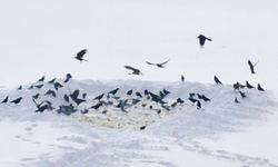 10 yıldır 'Allah'ın misafiri' dedikleri kuşları yemliyorlar