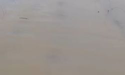 Adana'da tarım arazileri su altında kaldı; 'Üreticiler yeniden ekim yapacak'