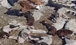 Ahırda çıkan yangında 67 küçükbaş ile 1 inek öldü