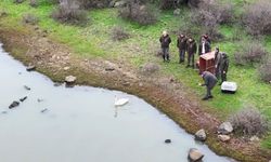 Ankara'da tedavi edilen kuğu, Edirne'de doğaya bırakıldı (2)
