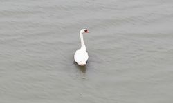 Ankara'da tedavi edilen kuğu, Edirne'de doğaya bırakıldı