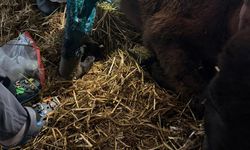 Ayağı kırılan katır, ötenazi düşünülürken ampütasyon ile yaşama tutundu