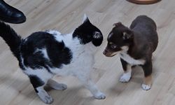 Başkanın makamı Mia ve Fındık'ın yuvası oldu