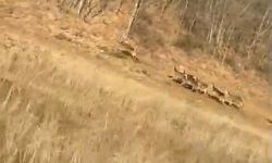 Bursa'da geyik sürüsü yola indi, sürücüler şaşkınlığını gizleyemedi