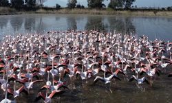 Büyük Menderes'teki taşkın nedeniyle tarlalar su altında kaldı; flamingolar bölgeye akın etti