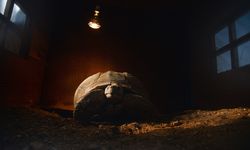 Doğal Yaşam Parkı'nın en yaşlı üyesine 'arkadaş' aranıyor