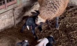 Edirne'de koyun dördüz yavruladı