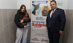 Edirne'de operasyonla 88 köpek kurtarıldı
