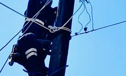 Elektrik direğinde mahsur kalan kediyi ekipler kurtardı
