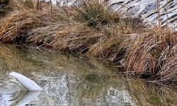 Erzincan'da büyük ak balıkçıl beslenirken görüntülendi
