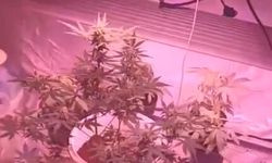 Evdeki 'kenevir serası'na jandarma baskını; 2 gözaltı