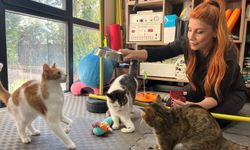 Fizik tedavi gören felçli 4 kedi için yuva arayışı