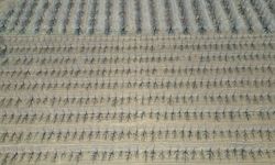 Geçen yıl zirai don nedeniyle verim alınamayan elmada 120 bin ton rekolte beklentisi / Ek fotoğraflar