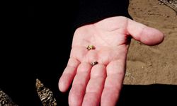 Geçen yıl zirai don nedeniyle verim alınamayan elmada 120 bin ton rekolte beklentisi