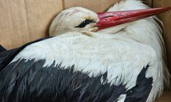 Göç yolundaki 2 leylek av tüfeğiyle vuruldu