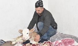 Hasta buzağıyı biberonla besliyorlar