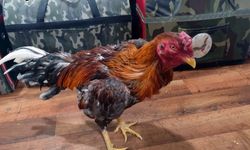 Horoz dövüştürülen çadıra baskın; 16 kişiye para cezası