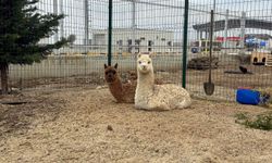 İpsala'da kaçak hayvanlar ele geçirildi