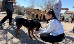 İşitme engelli öğrencilerden, engelli köpekler için kampanya
