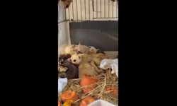 Isparta'da 33 şeker planörü ve 2 Arap tavşanı ele geçirildi