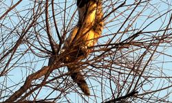 İstanbul - Avcılar Sahili'nde kedi mahsur kaldığı ağaca ikinci kez tırmandı; itfaiye erine saldırdı