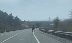 İstanbul- Beykoz'da başıboş atlar trafiği tehlikeye soktu