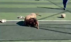 İstanbul- Sultangazi'de futbol sahasında pitbullar birbirine saldırdı