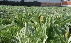 İzmir Menemen'de enginar hasadı başladı