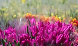 Kadınlar Günü'ne özel suda lale üretimi