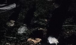 Kanatlı ve küçükbaş hayvan çiftliğinde yangın: 580 hayvan öldü