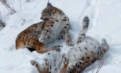 Kar üstündeki vaşaklar görüntülendi