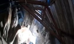 Karın çatısını çökerttiği ahırdaki hayvanları birer birer kurtardılar