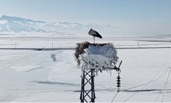 Karla kaplı ovada yuvasındaki leylek görüntülendi