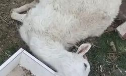 Kayseri'de yabani hayvanların saldırısına uğrayan 11 keçi öldü