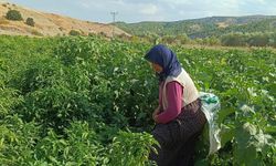 Köylü kadınların kooperatifi gelirlerini depremzede kadınlara bağışlıyor