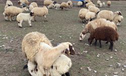 Kuzular anneleri ile buluştu, o anlar dron kamerasıyla görüntülendi