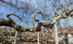 Manisa'da 2 bin yıllık anıt çınar, hayran bırakıyor