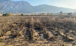 Manisa'da taşkın sonrası su içinde kalan Gediz Ovası normale döndü