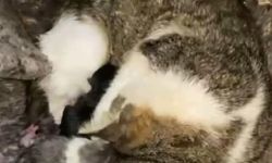 Mazgalda mahsur kalan kedi ve yavruları kurtarıldı